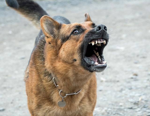 Avocat pour l'indemnisation du dommage corporel de victime de morsure de chien accidentelle à Marseille centre ville 13006