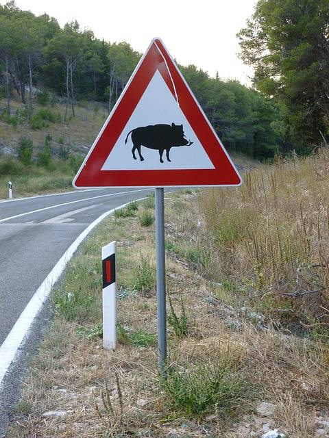 L’indemnisation du dommage corporel d’une victime d’accident de la route résultant d’une collision avec un animal sauvage type sanglier à Marseille